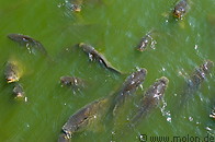 21 Pond with fish
