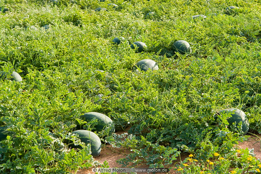 10 Watermelons on field