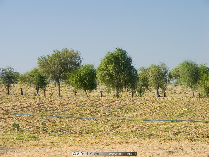 desert trees photo