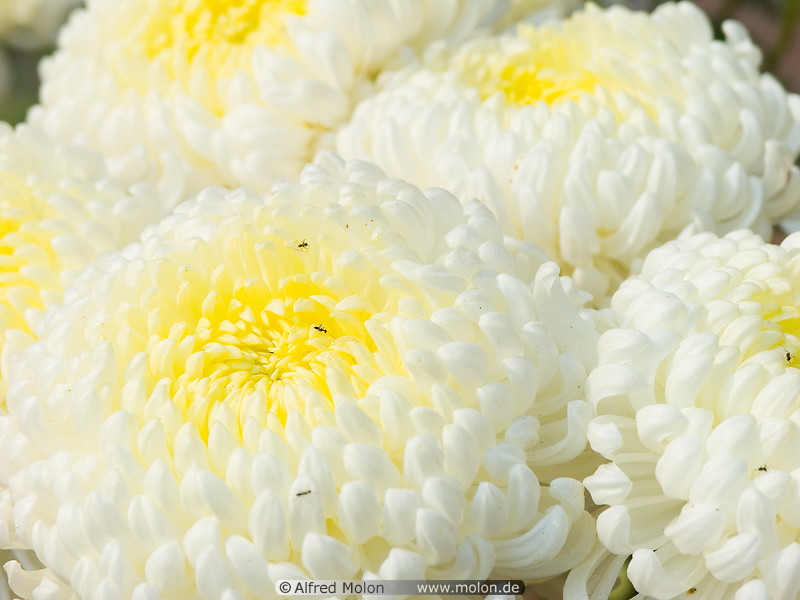 Chrysanthemum flowers picture. Miscellaneous, Agra, Uttar Pradesh 