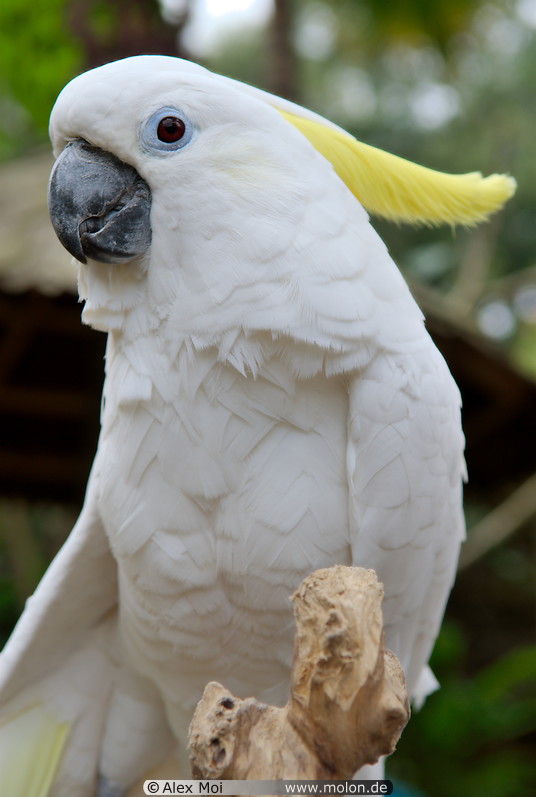 30 White cockatoo parrot