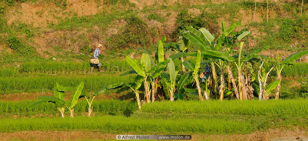30 Rice paddy and banana plants