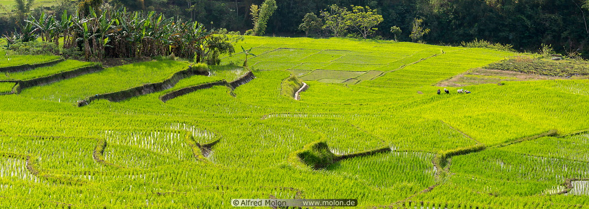 37 Terraced rice fields