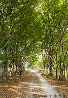 06 Tree alley