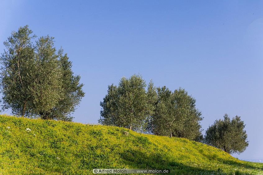 20 Meadow with olive trees