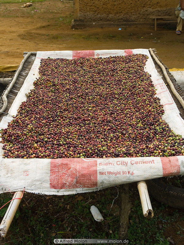 23 Harvested coffee berries in net