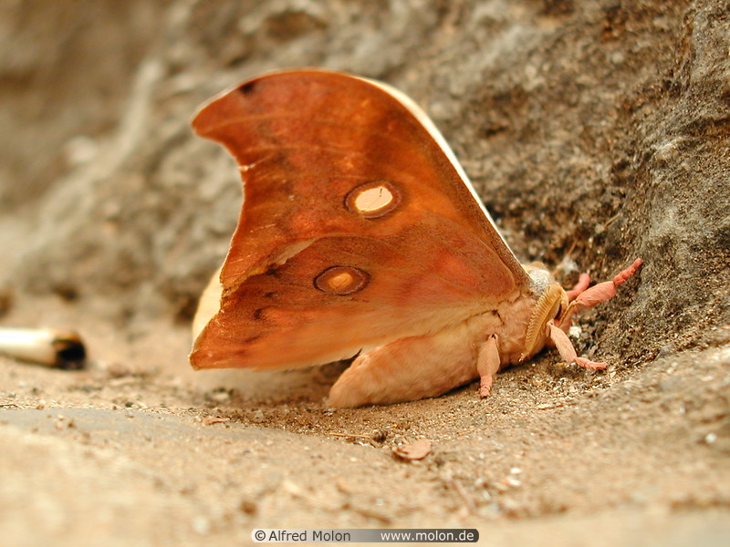 63 Orange moth