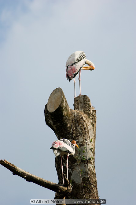 19 Yellow billed storks