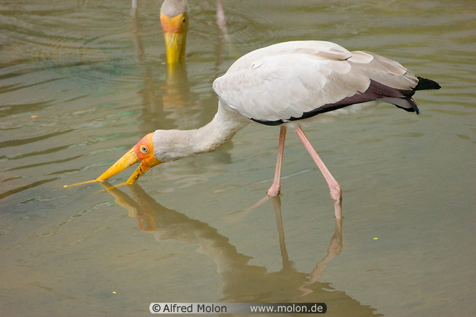 20 Yellow billed storks fishing