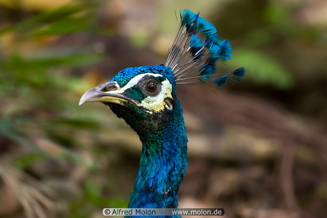 30 Peacock head
