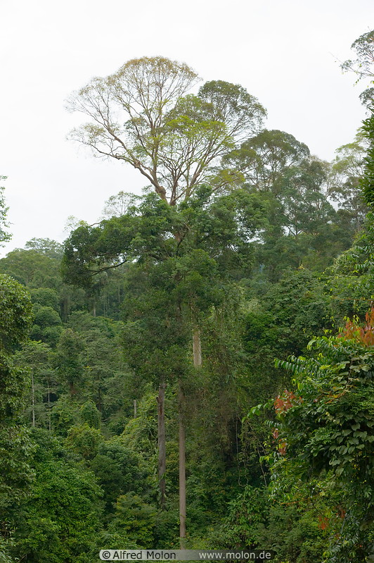 21 Jungle treetops