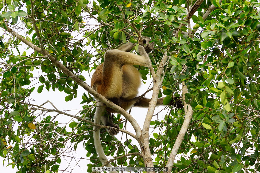 12 Proboscis monkey