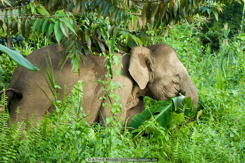 04 Borneo pygmy elephant