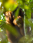01 Orangutan mother with baby