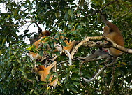 16 Proboscis monkey colony