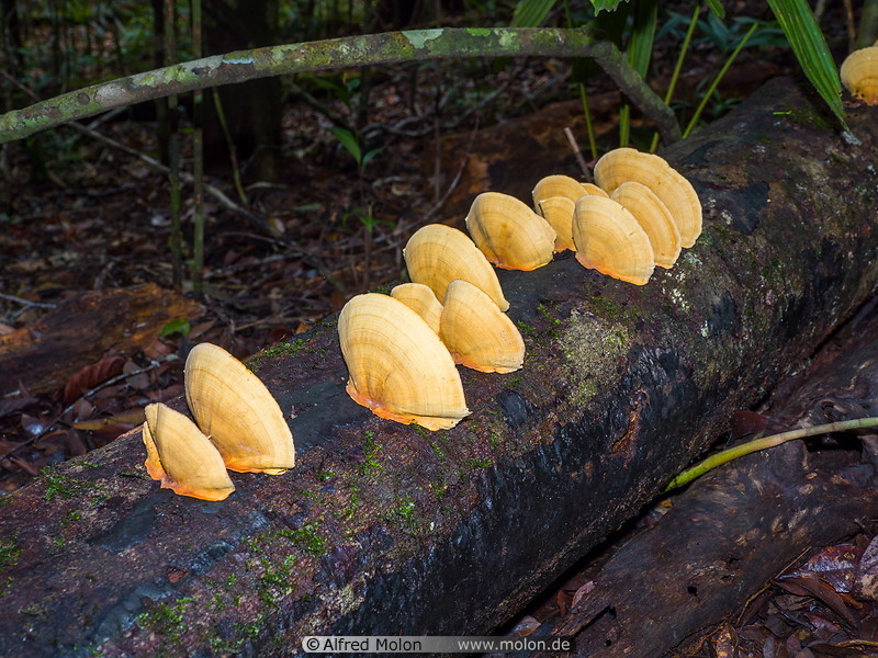 20 Yellow mushrooms