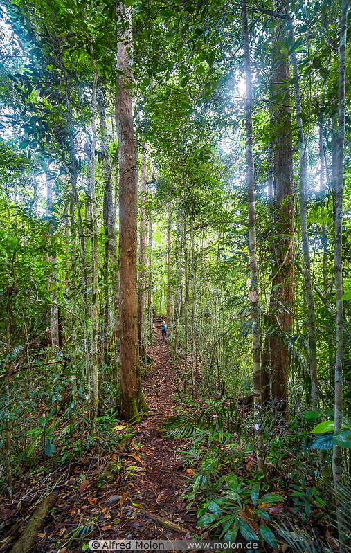 28 Rainforest trail
