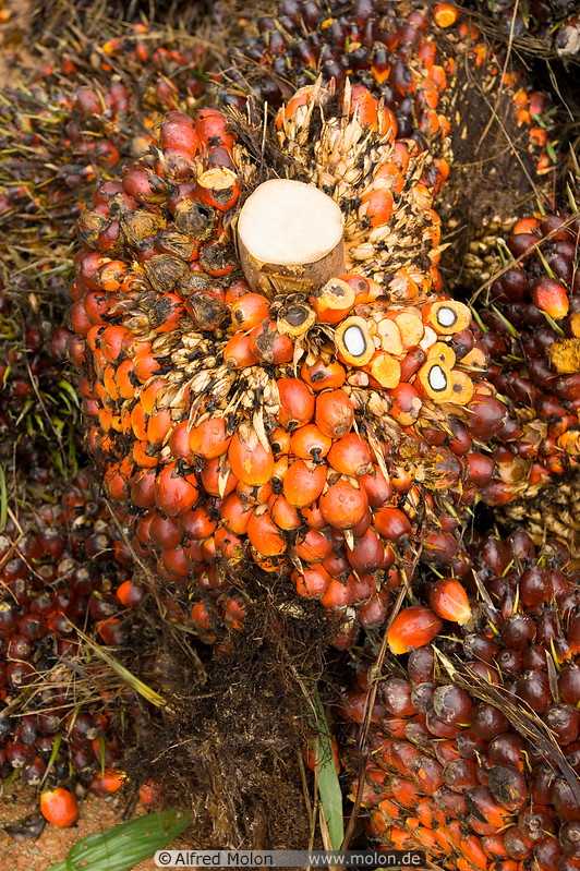 28 Oil palm fruit clusters