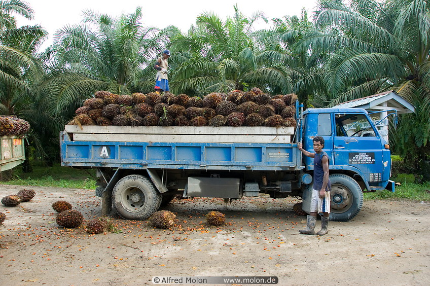 33 Truck carrying oil palm fruit clusters