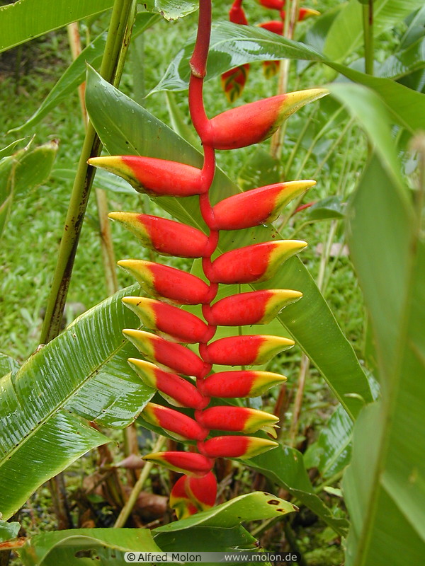 01 Lobster claw heliconia