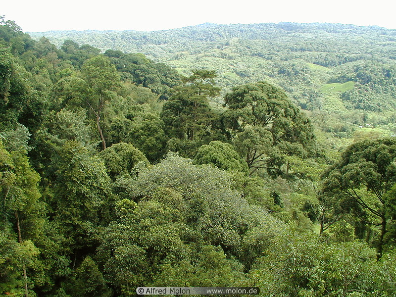 07 View from canopy walkway