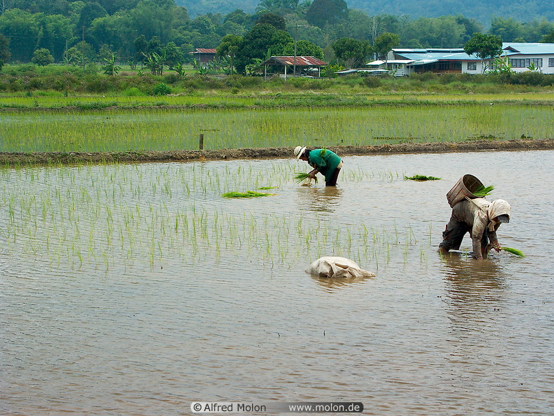 10 Workers setting out rice plants in fields