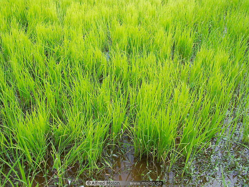 31 Rice plants