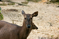 03 Sambar deer