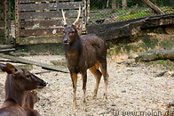 04 Sambar deer