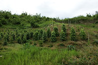 01 Pepper plantation