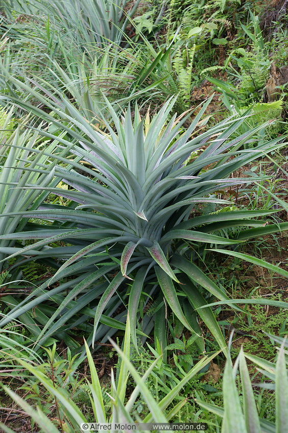 03 Pineapple plants