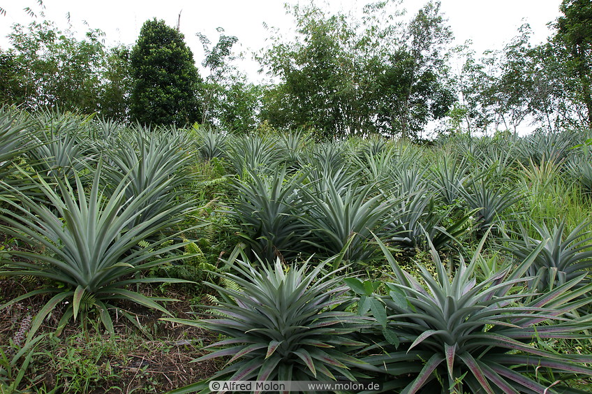 07 Pineapple plants
