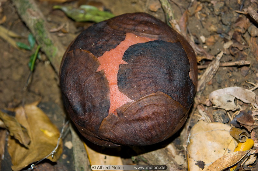 19 Rafflesia bud