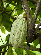 07 Cocoa fruit