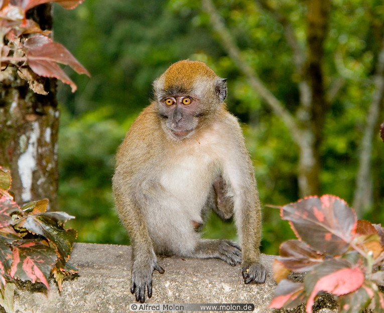 25 Macaque monkey
