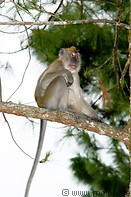 26 Macaque monkey on pine tree