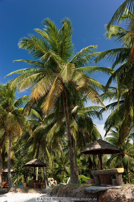 04 Coconut palm trees