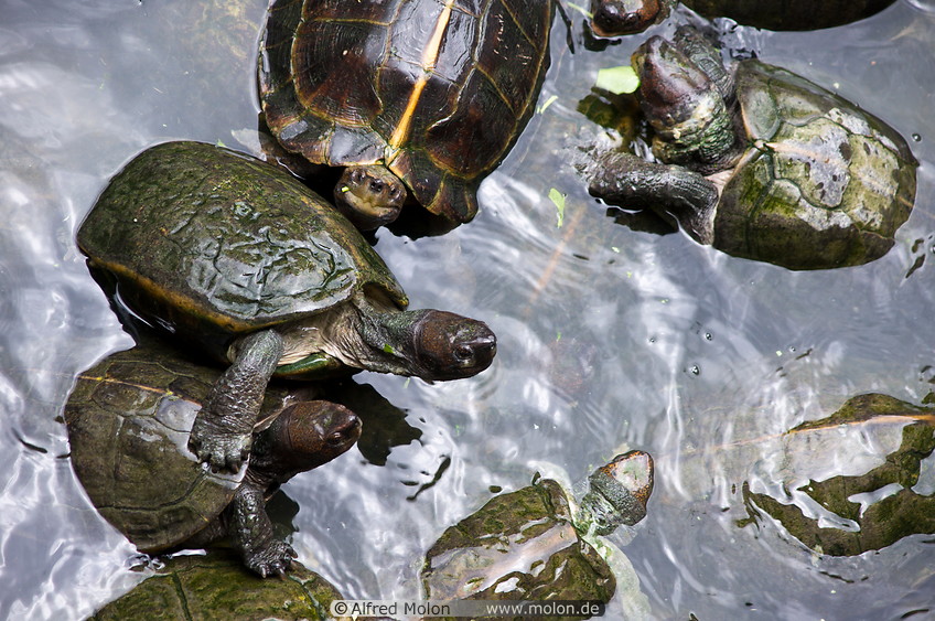 32 Turtle pond