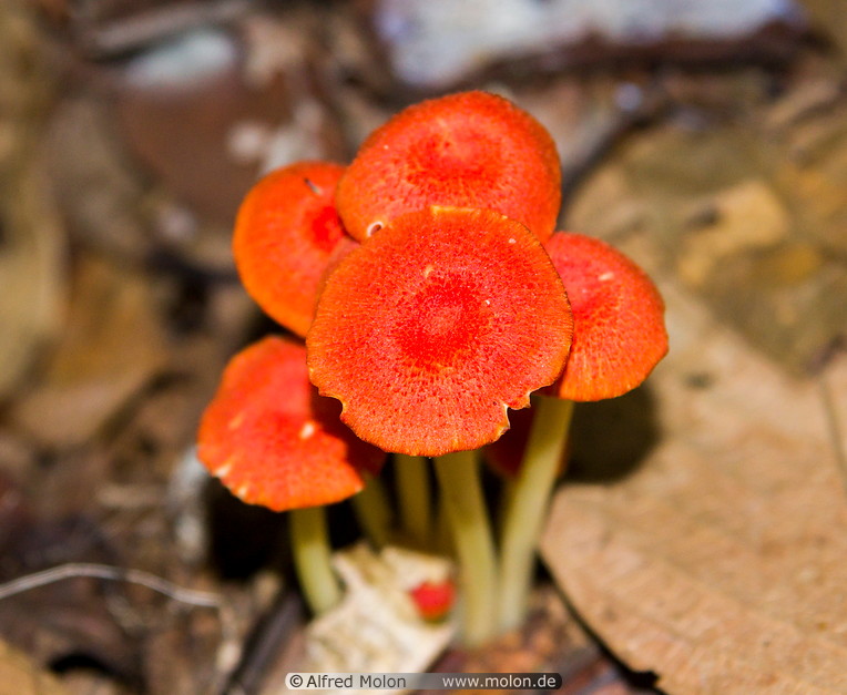 07 Orange mushrooms