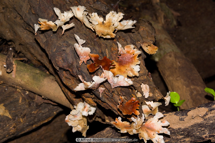 13 Brown fungi growing on wood