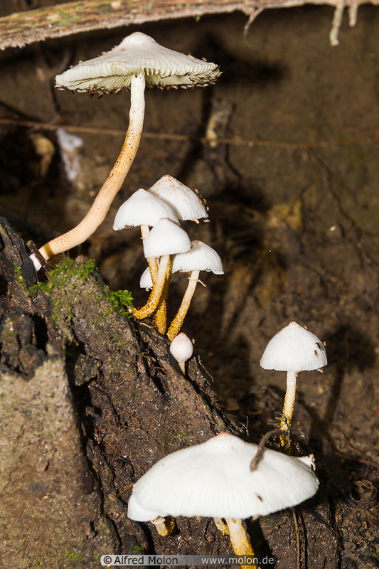 16 White mushrooms