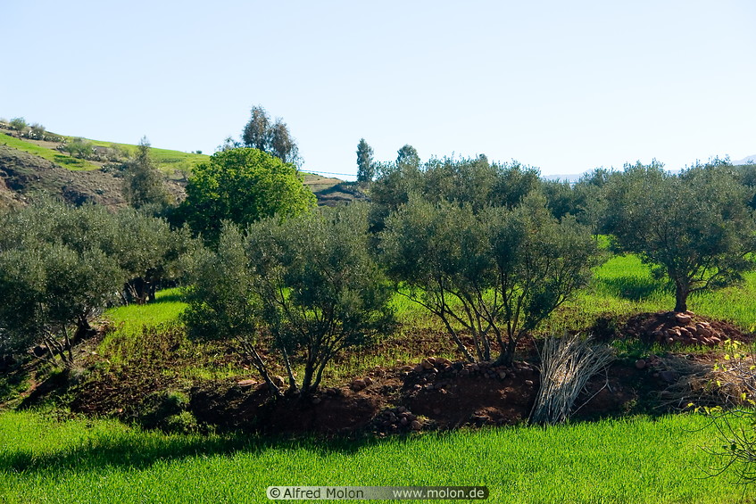 01 Fields and Olive trees