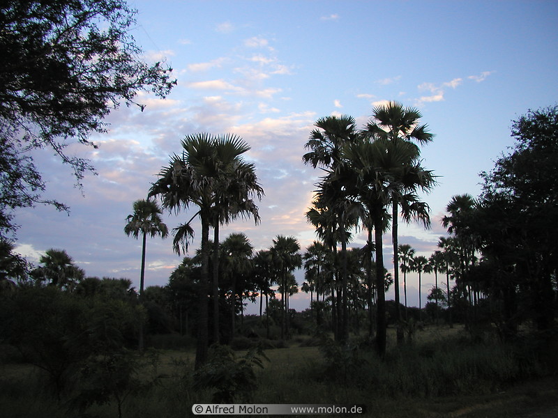 23 Oil palms at sunset