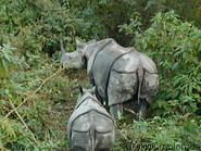 14 Rhinoceros mom with baby