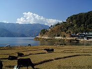 03 Cows grazing along Pokhara lake