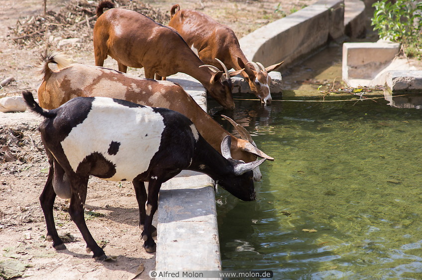 06 Goats drinking water