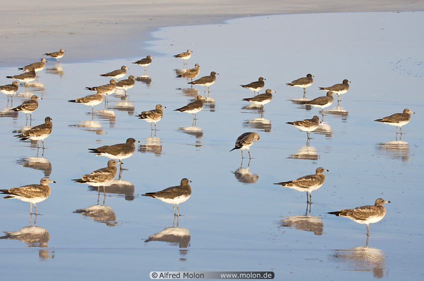 13 Bird colony on beach