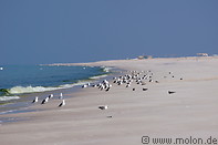 02 Seagulls on Ras Al Hadd beach