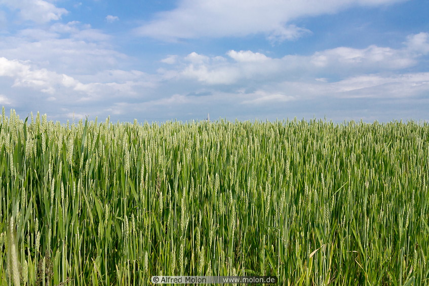 04 Wheat field