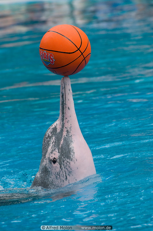 14 Dolphin performing with ball